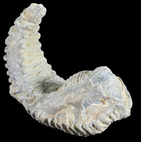 Cretaceous Fossil Oyster (Rastellum) - Madagascar #54423